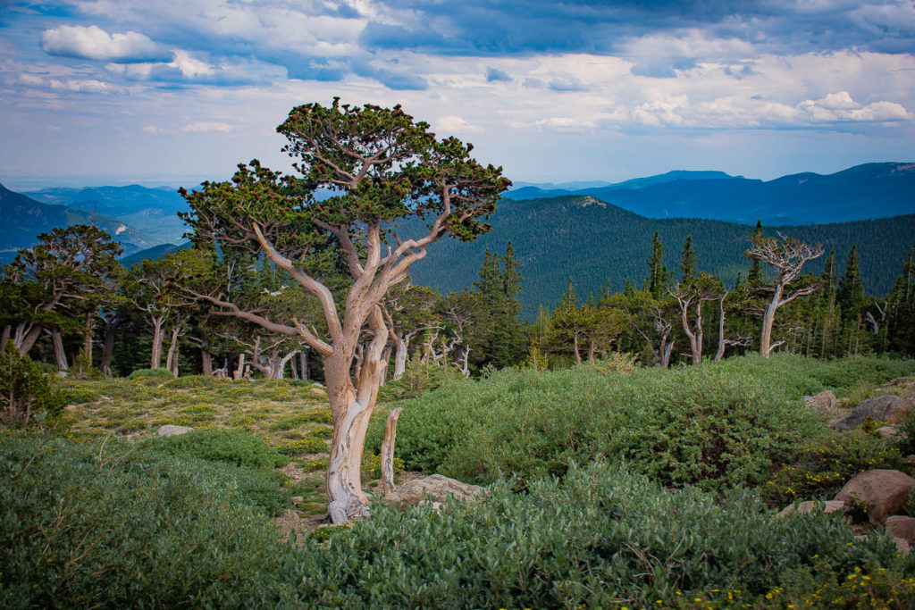 Bristlecones on the slopes of Mt. Evans.