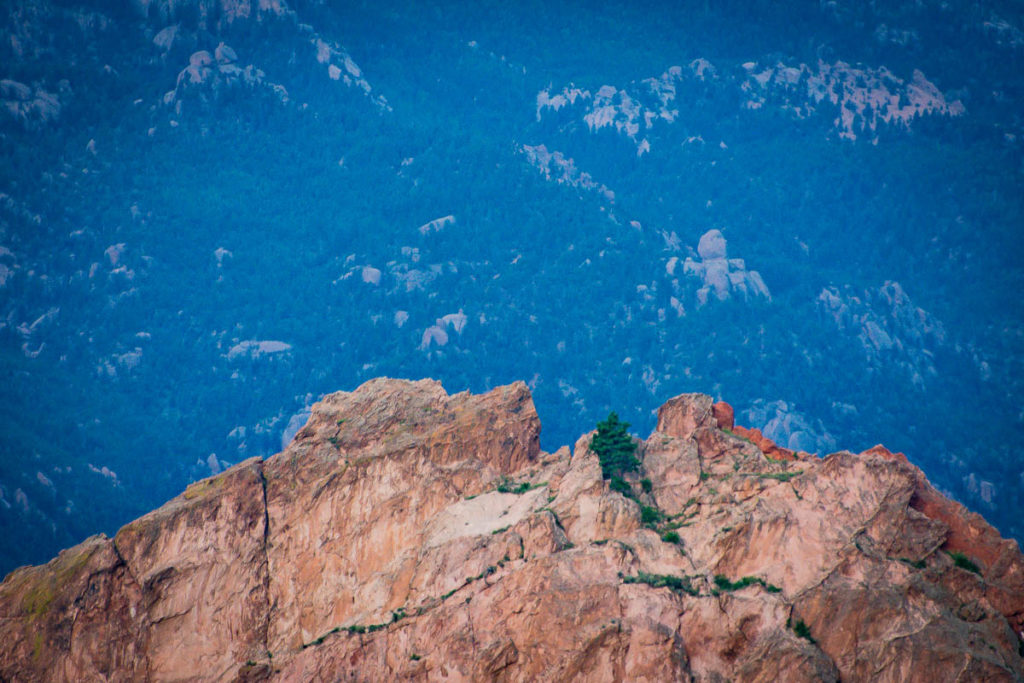 Lone tree on top of a Garden of the Gods formation.