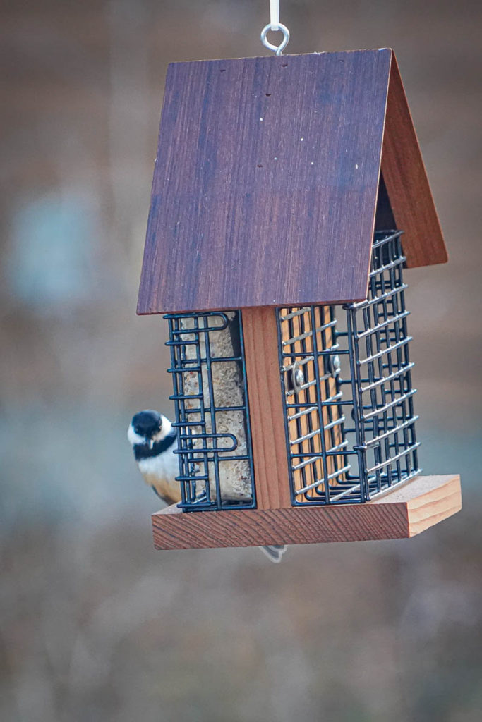 A bird gives me the stink eye while on the bird feeder made for us by Steven Post.