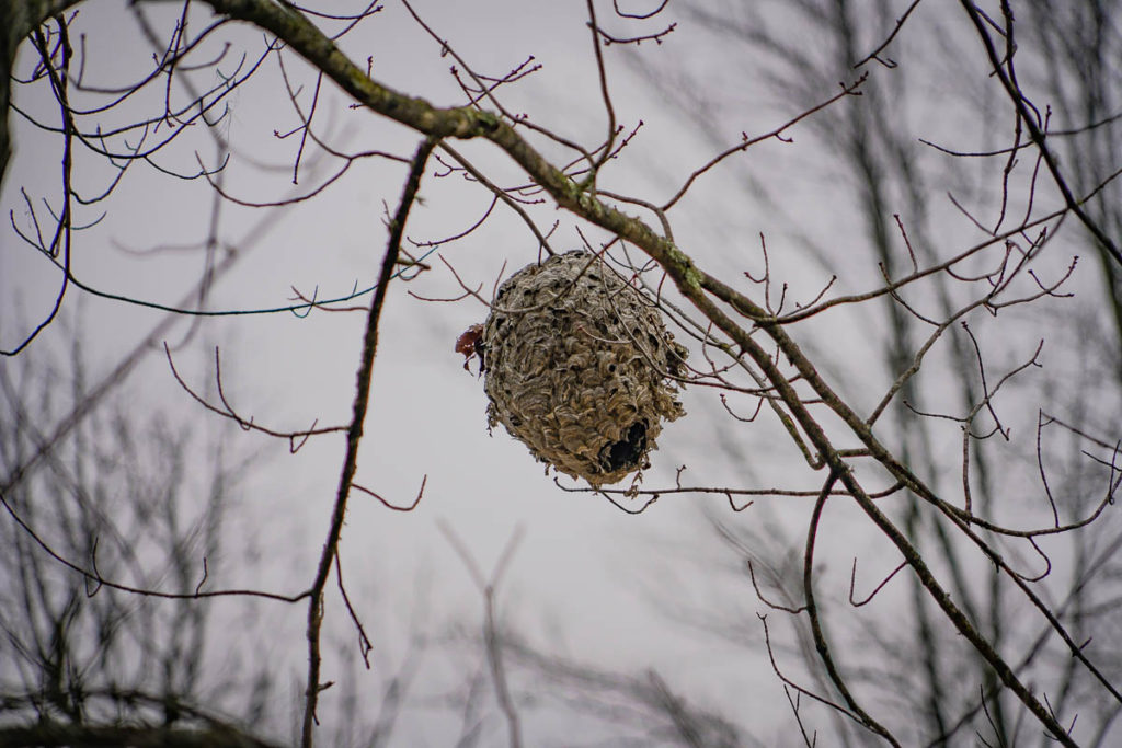 A wasp nest in a tree behind the house was pretty interesting.