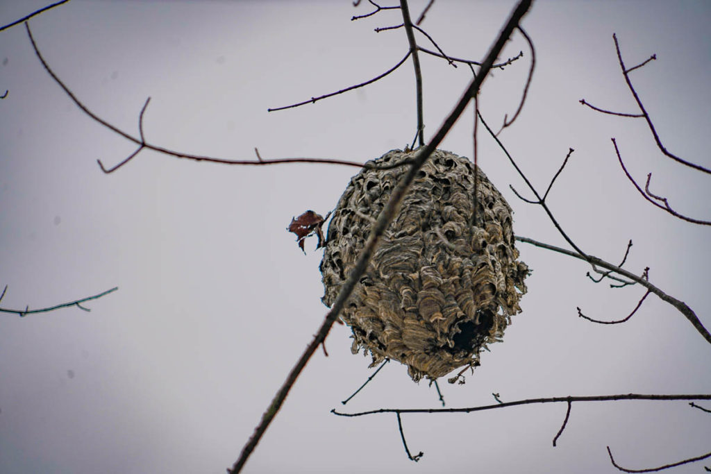 Another shot of the wasps' nest.