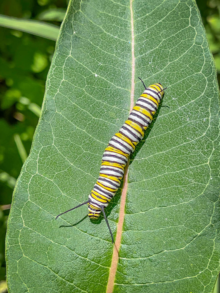 Monarch butterfly catterpillar near Bass Lake