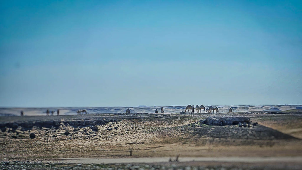 Camels up north near Haffar al Baten