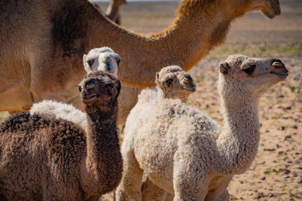 Baby camels
