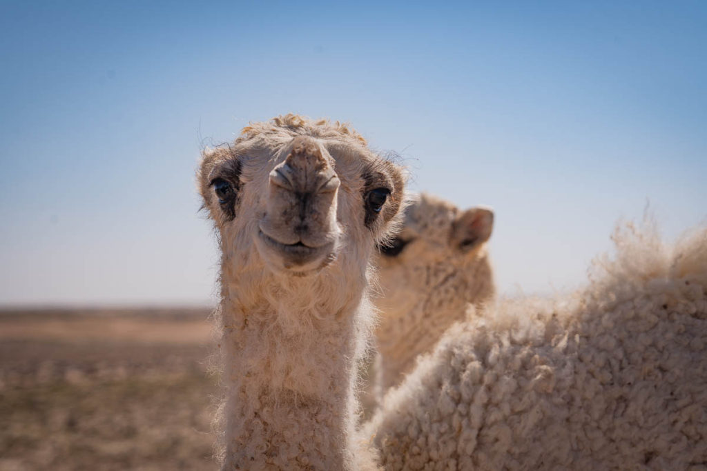 Camels look even goofier up close