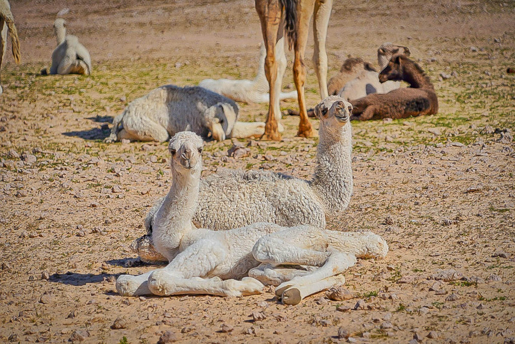 Baby camels taking a rest
