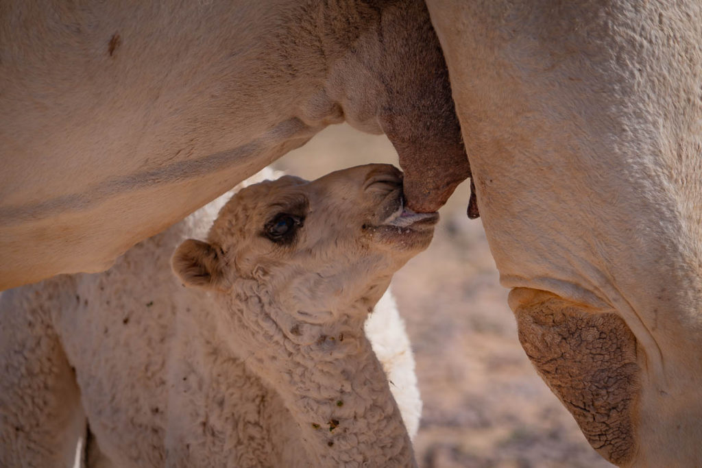 Nursing camel