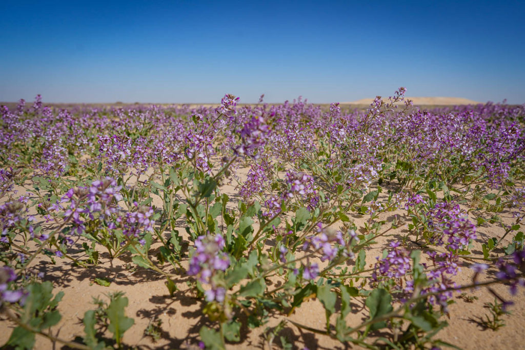 A field of desert lavendar