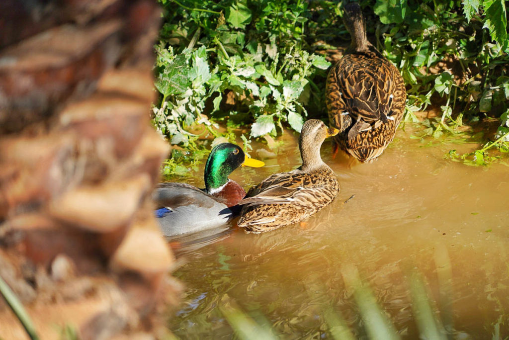 Ducks chilling at the plantation.