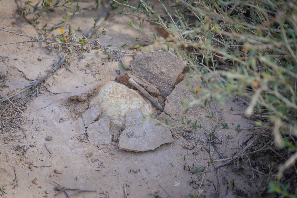 The elusive desert truffle poking out of the ground.