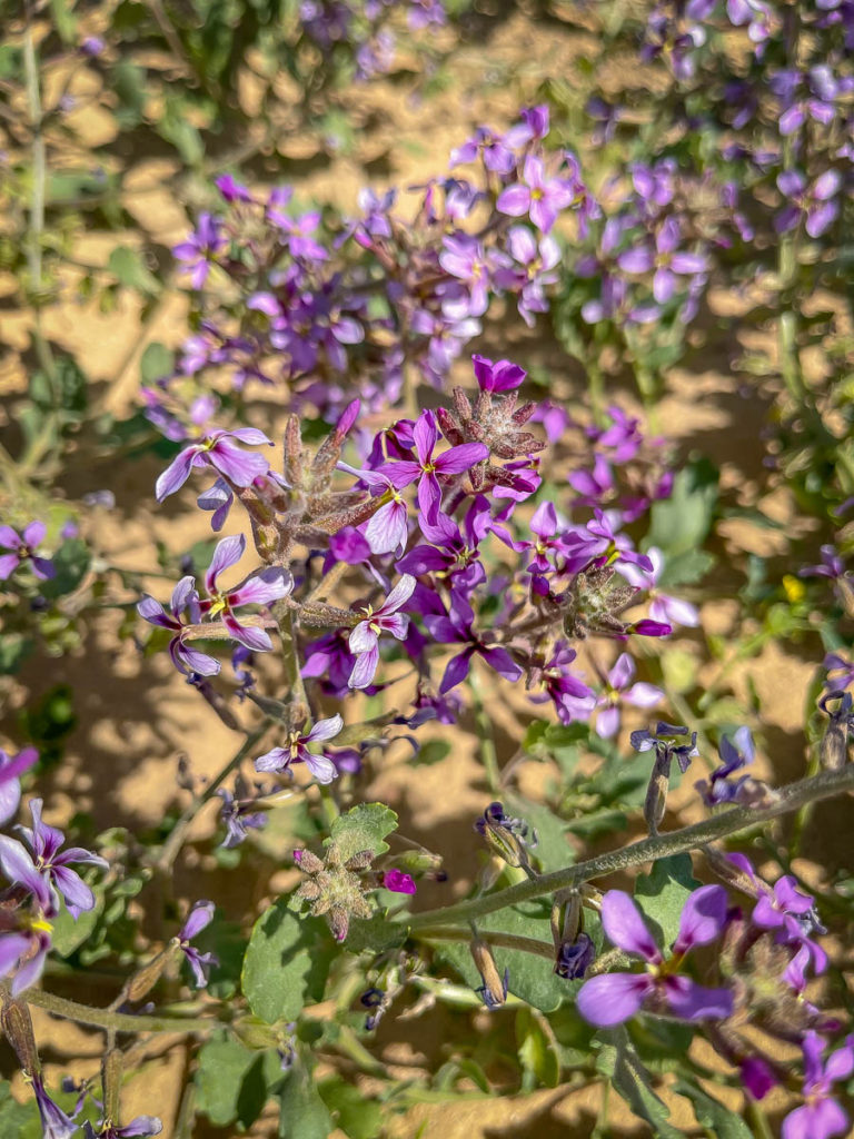 Desert lavendar up close.