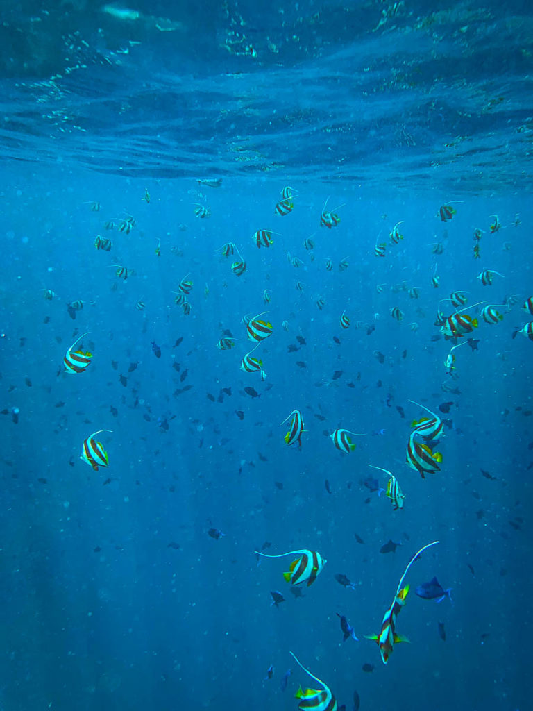 Open water fish