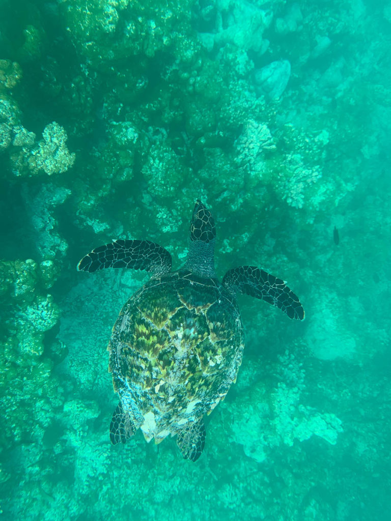 Snorkeling over a turtle