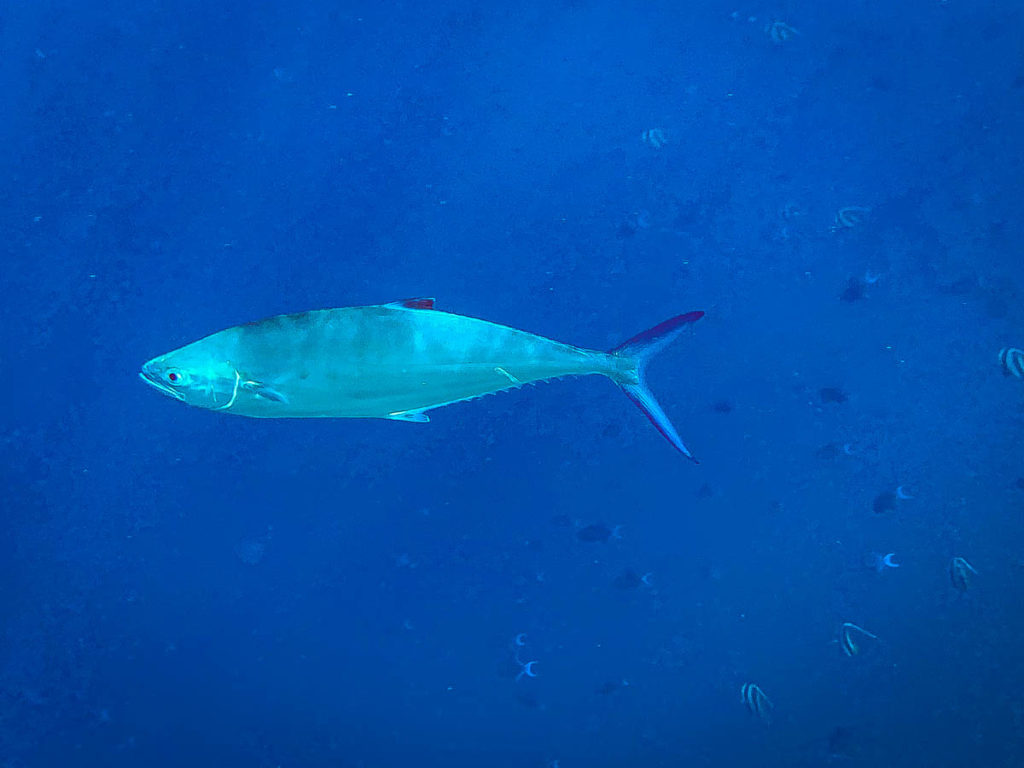 Saw this guy on the edge of the reef.   A tuna maybe.  Looks built for open water.