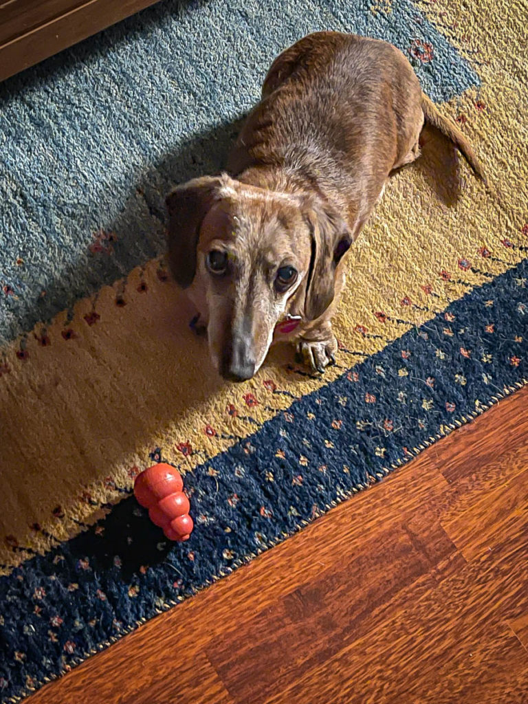 Webster waits for me to attend to my duty and throw his kong for him to chase