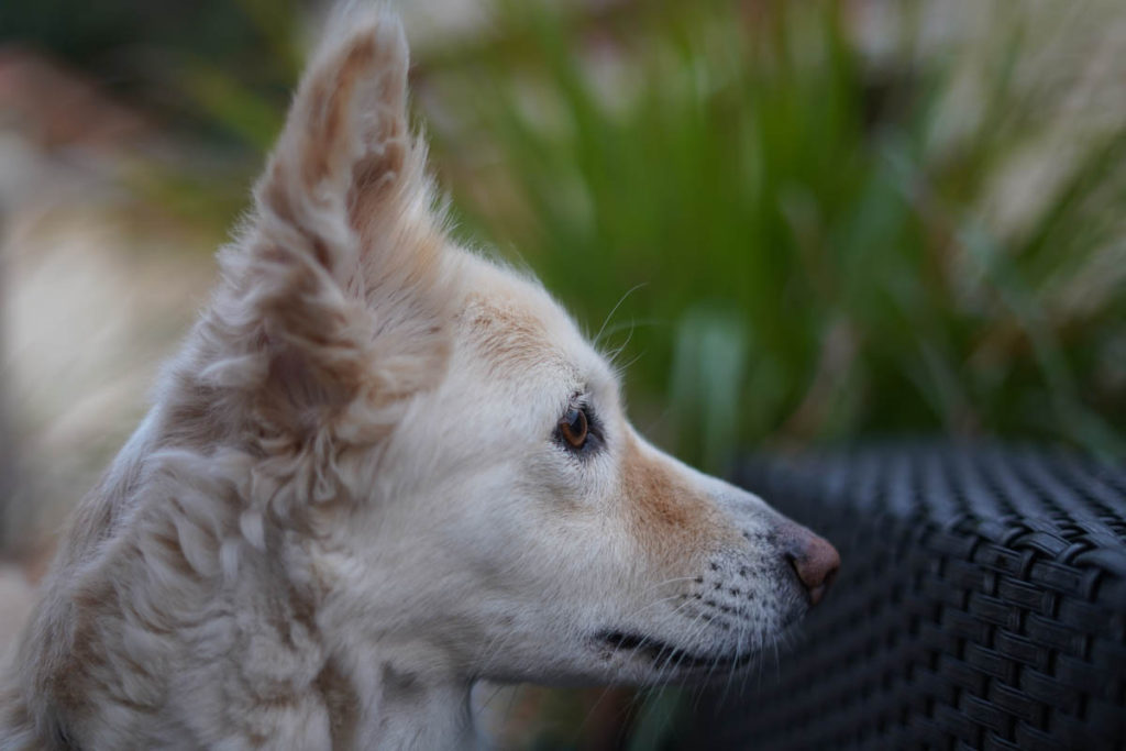 Suki goes alert.  The barking isn't far behind.
