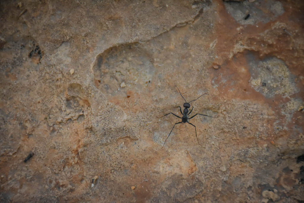She found a desert ant venturing out after the rain
