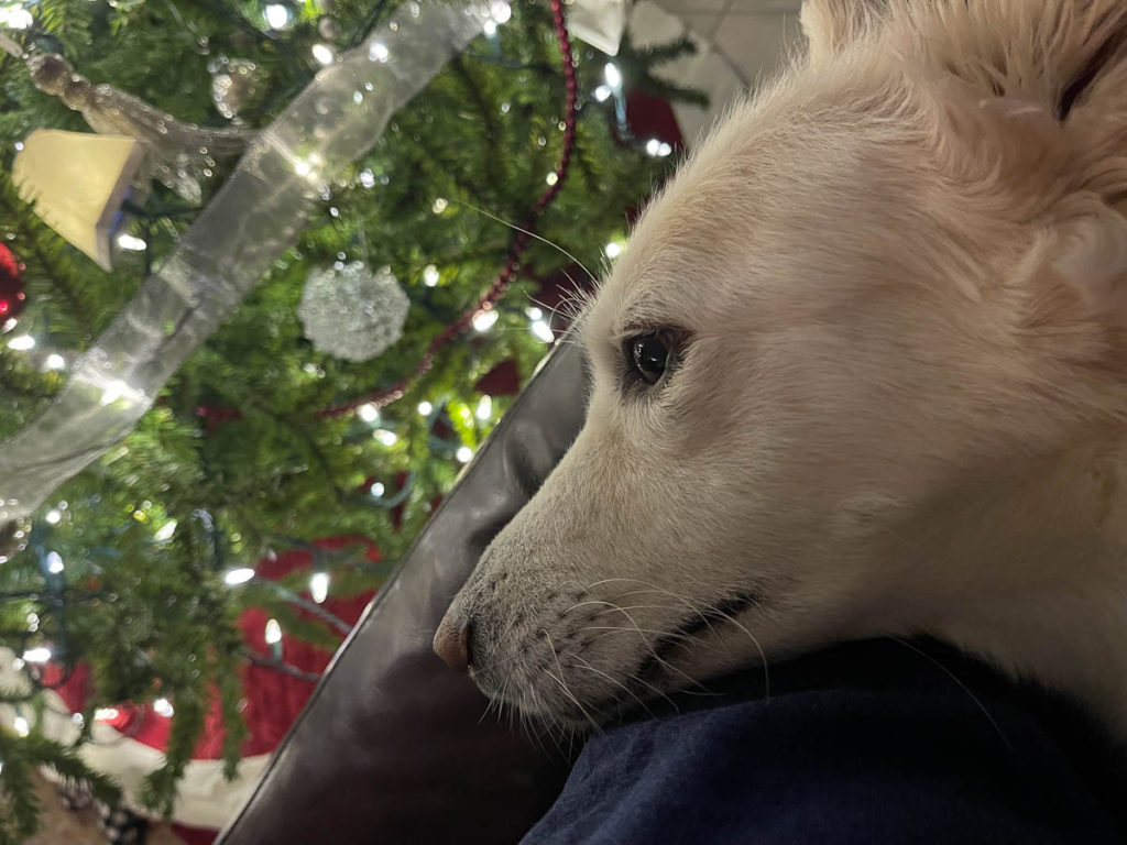 Suki relaxing by the tree.