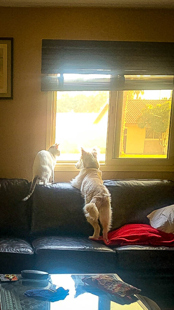 They both like to watch the world go by out the front window.