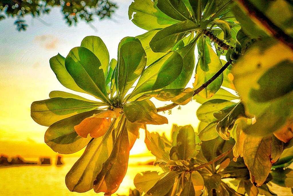 Sunset through frangipani leaves.