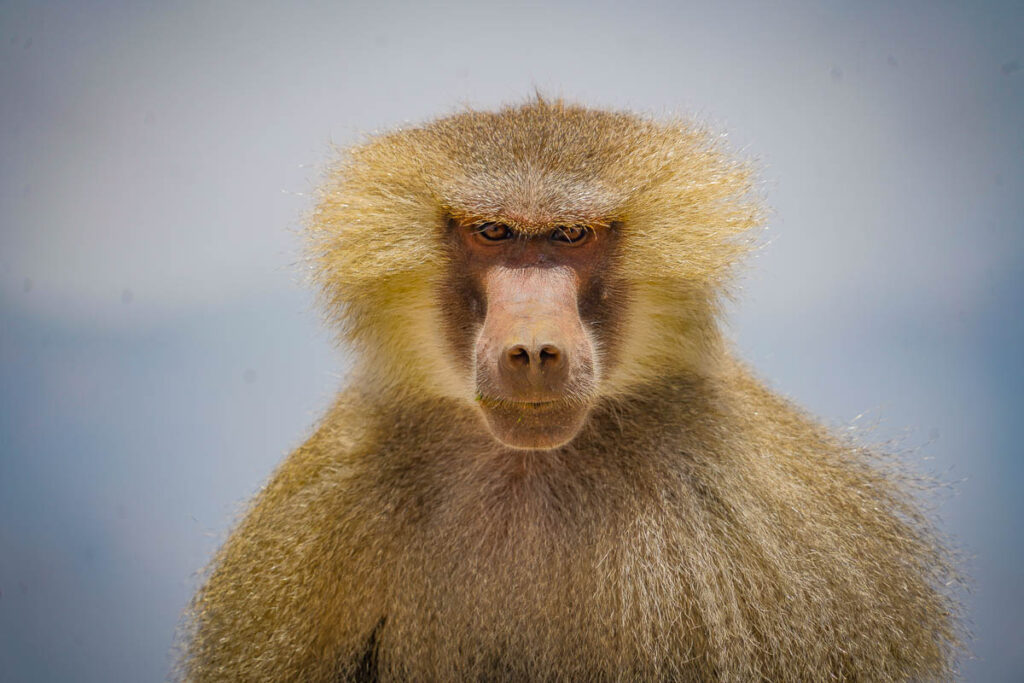 A Baboon in the Asir