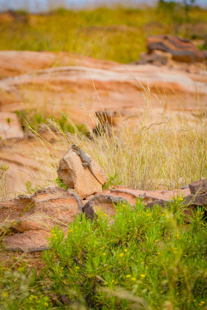 A lizard warming up on a rock