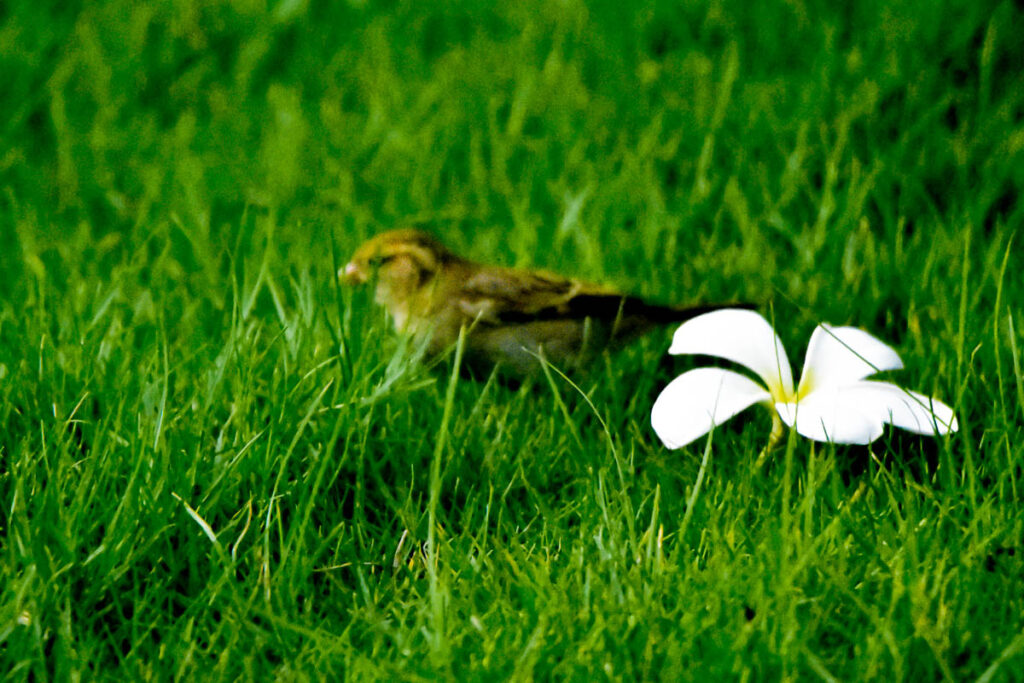 Small bird next to a frangipani blossom