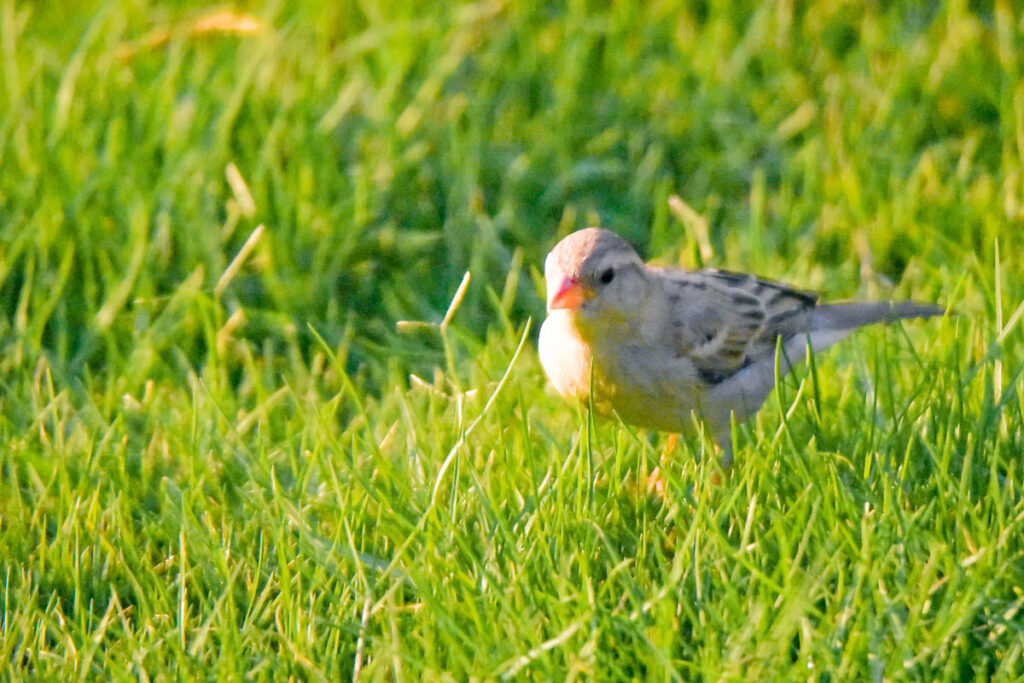 Small bird in the yard