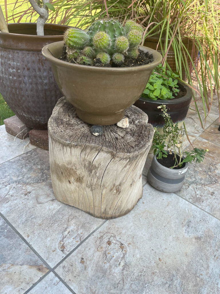 This cactus was a gonner but we never threw it out and are now suprised that it has come back to life.