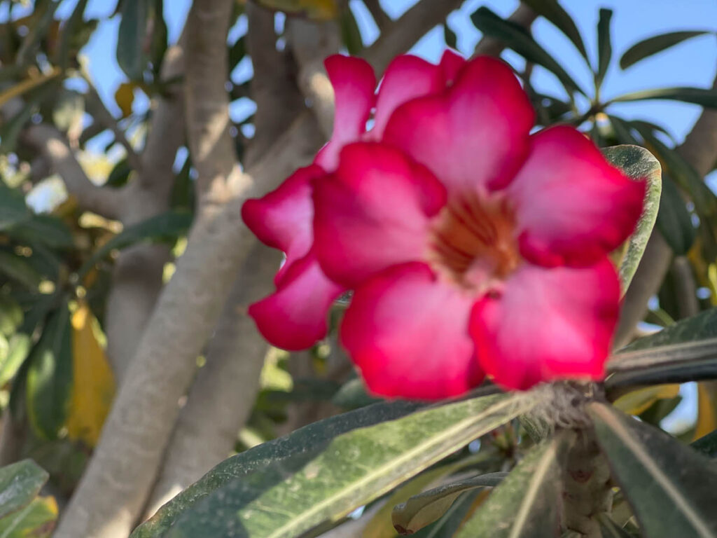 Desert rose blossom