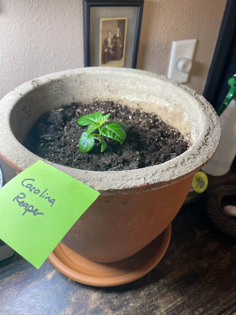 The carolina reaper begins.  It hasn't thrived yet due to the heat but I'm going to try to keep it alive through the summer and see what it does in the fall