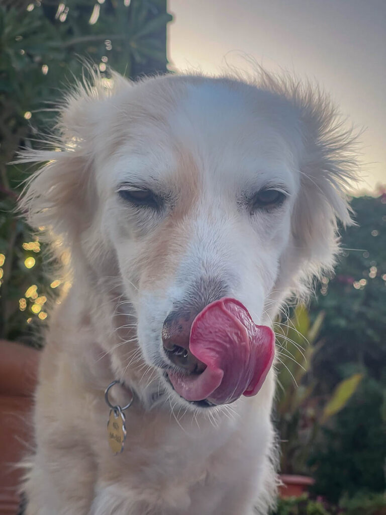 Suki showing that dogs can touch their nose with thier tongue